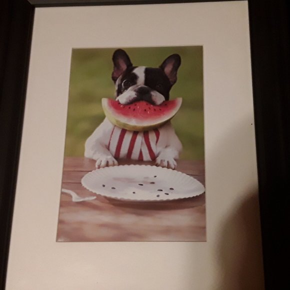 Framed Boston terrier /Watermelon